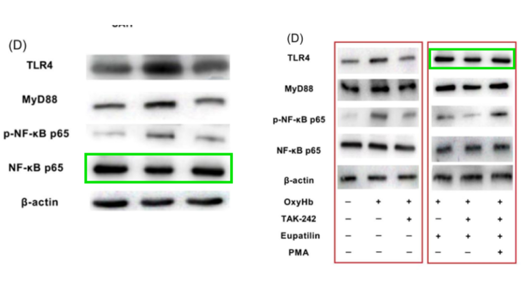 wbtc是什么(WBTC是什么币) wbtc是什么(WBTC是什么币)